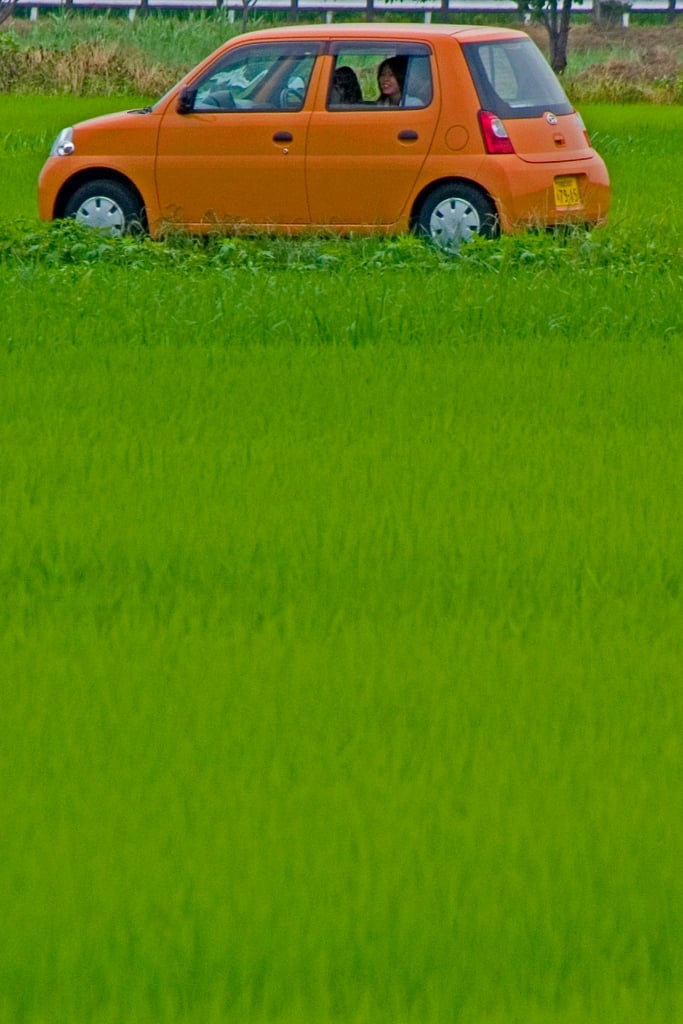 Mini in Rice Field